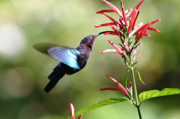 purple-throated hummingbird