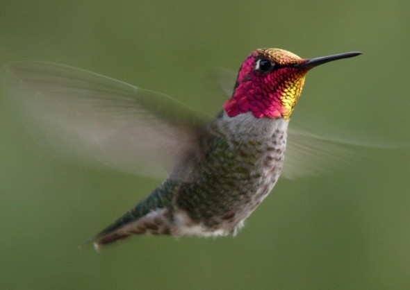 Hummingbird