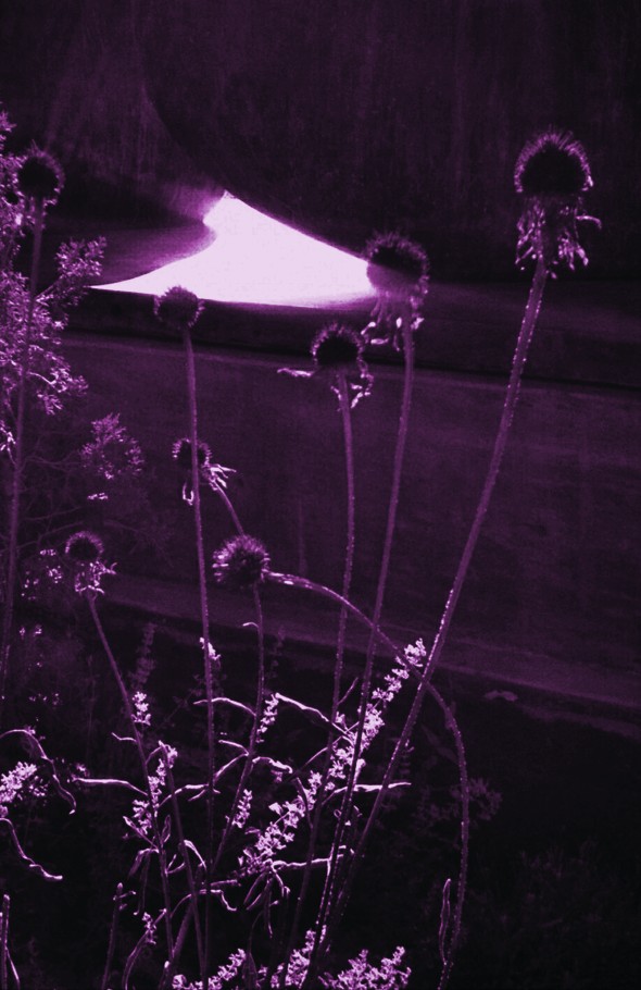 thistle_sru_purple